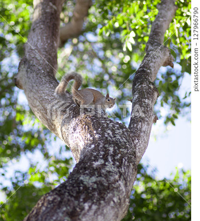 An eastern gray squirrel appears on a tree with fresh green leaves 127966790