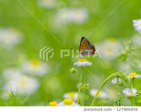 A copper butterfly is sucking nectar from a flower 127966856