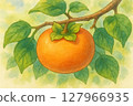 Persimmon drawn in watercolor 127966935