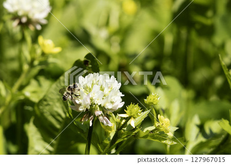 A series of 17 photos of Japanese honeybees sucking nectar from white clover 127967015