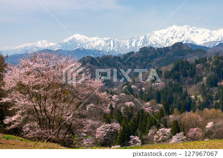 長野縣上野地郡小川村瀨戶川 小川阿爾卑斯線沿線的一棵櫻花樹和白雪皚皚的北阿爾卑斯山脈 長野縣上野地郡小川村瀨戶川 小川阿爾卑斯線沿線的一棵櫻花樹和白雪皚皚的北阿爾卑斯山脈 127967067