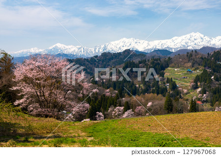 長野縣上野地郡小川村瀨戶川 小川阿爾卑斯線沿線的一棵櫻花樹和白雪皚皚的北阿爾卑斯山脈 長野縣上野地郡小川村瀨戶川 小川阿爾卑斯線沿線的一棵櫻花樹和白雪皚皚的北阿爾卑斯山脈 127967068