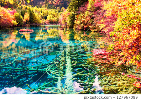 Beautiful autumn colours in Jiuzhaigou 127967089