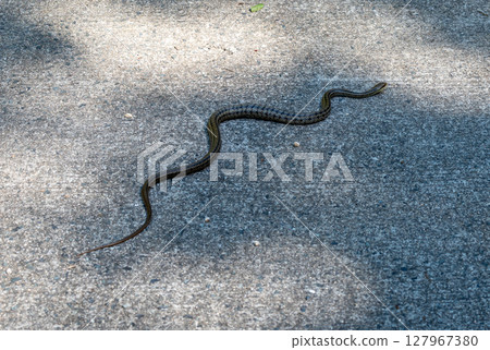 Aodaisho snake crossing path on Mount Mitaki, Hiroshima, Japan 127967380