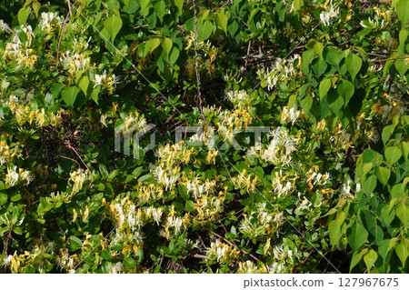 Honeysuckle flower, May 2025 Honeysuckle flower, May 2025 127967675