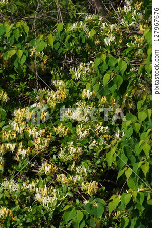 Honeysuckle flower, May 2025 127967676