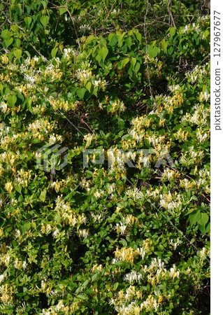 金銀花，2025年5月 127967677