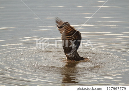 Arao City Port Wild Birds, Arao City Port Wild Birds, 127967779