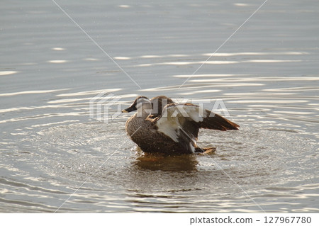 Arao City Port Wild Birds, Arao City Port Wild Birds, 127967780