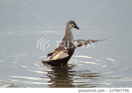 Arao City Port Wild Birds, 127967798