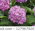 A close-up photo of a hydrangea flower cluster with many purple ornamental flowers 127967820