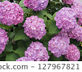 Bright hydrangea 127967821