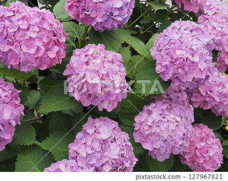 明亮的繡球花 明亮的繡球花 127967821