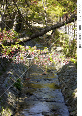 Izumo Taisha Shrine: The stone walls of the Soga River that runs through the west precincts and the beautiful greenery 127967828