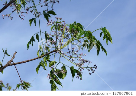 China tree buds, May 2025 127967901