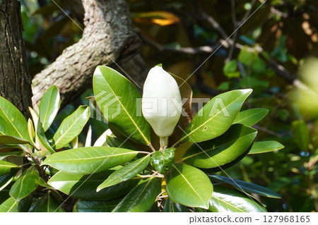 2025年5月,大花木蘭的花蕾 2025年5月,大花木蘭的花蕾 127968165