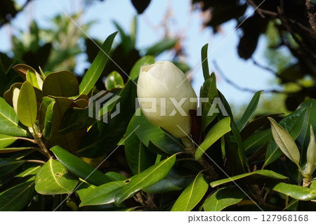 Magnolia grandiflora buds, May 2025 127968168