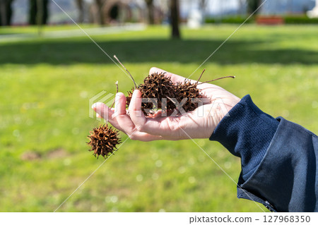 Closeup of a hand holding several spiky seed pods from a Liquidambar styraciflua tree 127968350