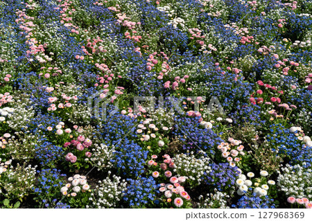 Pink daisies with blue and white forget-me-nots on a flower bed in garden blooming bg 127968369