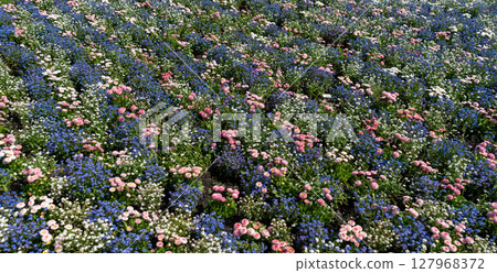 Pink daisies with blue and white forget-me-nots on a flower bed in garden blooming bg 127968372