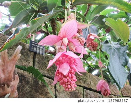 Medinila Magnifica花 Medinila Magnifica花 127968387