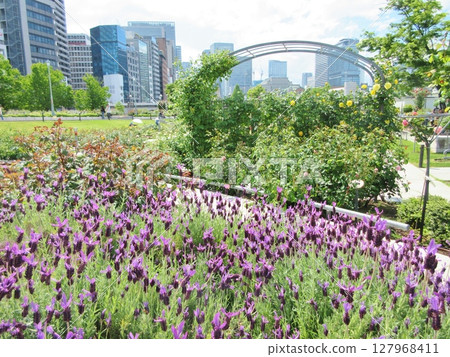 中之島公園的春花 中之島公園的春花 127968411