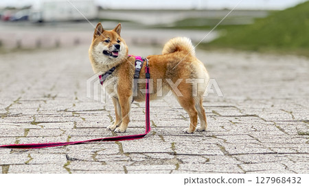 Adorable red Shiba Inu dog happily walking on lush green gras 127968432