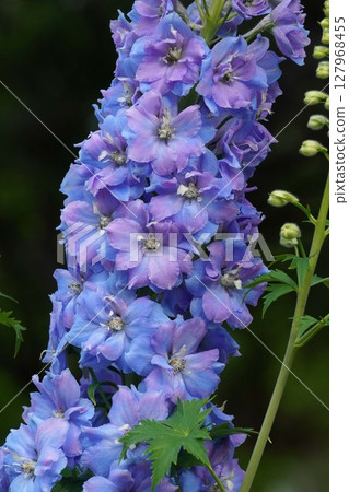 飛燕草花,2025年5月 飛燕草花,2025年5月 127968455