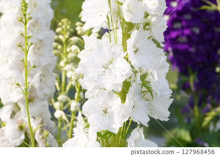 飛燕草花,2025年5月 飛燕草花,2025年5月 127968456