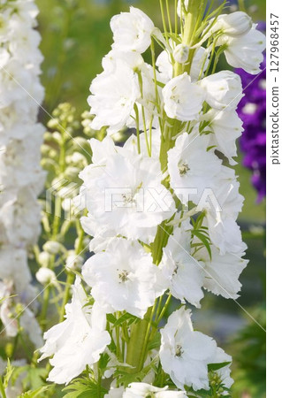 飛燕草花，2025年5月 127968457