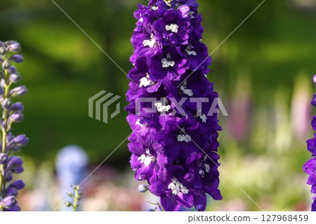 飛燕草花，2025年5月 127968459