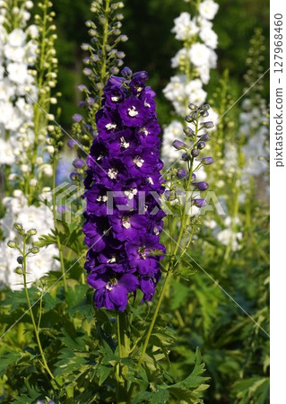 飛燕草花，2025年5月 127968460