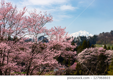 長野縣上水內郡小川村瀨戶川 - 小川阿爾卑斯山脈沿線的櫻花和白雪皚皚的北阿爾卑斯山脈 127968603