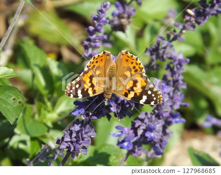 Painted nectar of flower 127968685