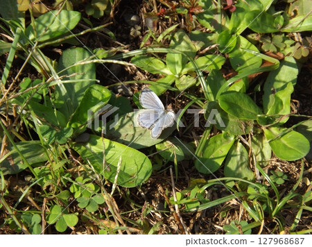 Corbicula basking in the sun on a leaf Corbicula basking in the sun on a leaf 127968687