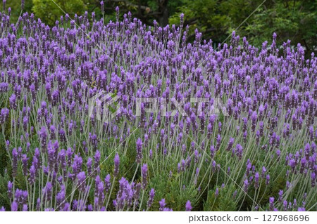 Dentata lavender flowers, May 2025 127968696