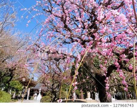 Plum blossoms at Suizenji Park and Izumi Shrine (Kumamoto Prefecture) Plum blossoms at Suizenji Park and Izumi Shrine (Kumamoto Prefecture) 127968743