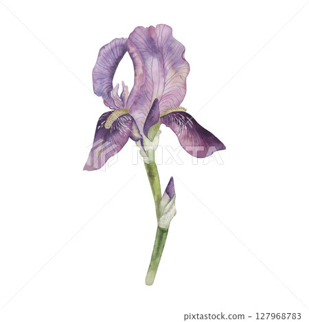 One flower of purple-lilac iris in delicate pastel colors. The watercolor illustration is manually drawn in a botanical style. For the design of postcards, wedding printing, packaging, beauty 127968783