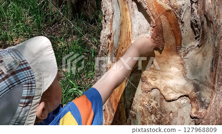 Young boy in a blue shirt and hat gently touching a rough tree trunk with his finger 127968809