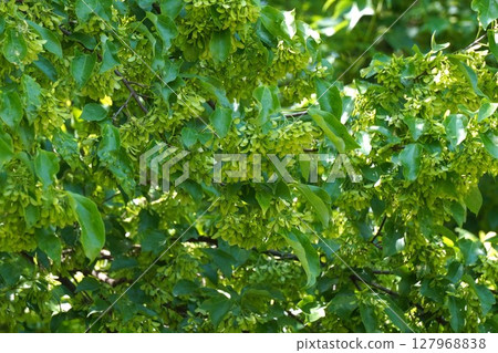 Sugar maple samara, May 2025 127968838