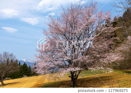 Nagano Prefecture, Kamiminochi District, Ogawa Village, Oneyama - A view of a single cherry tree near the Tateya Bansho cherry tree with the snow-capped mountains in the background 127968875