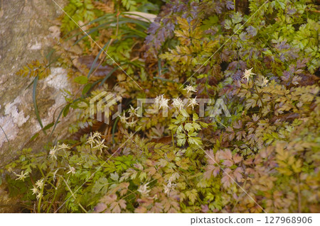 Coserbaouren Coserbaouren 127968906