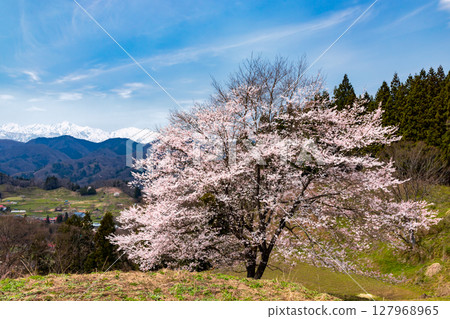 長野縣上野地郡小川村大川村立屋番所的櫻花附近,以及白雪皚皚的北阿爾卑斯山 長野縣上野地郡小川村大川村立屋番所的櫻花附近,以及白雪皚皚的北阿爾卑斯山 127968965