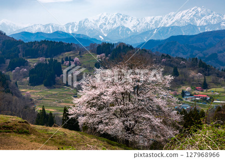 長野縣上野地郡小川村大川村立屋番所的櫻花附近,以及白雪皚皚的北阿爾卑斯山 長野縣上野地郡小川村大川村立屋番所的櫻花附近,以及白雪皚皚的北阿爾卑斯山 127968966