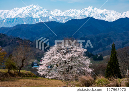 長野縣上野地郡小川村大川村立屋番所的櫻花附近,以及白雪皚皚的北阿爾卑斯山 長野縣上野地郡小川村大川村立屋番所的櫻花附近,以及白雪皚皚的北阿爾卑斯山 127968970