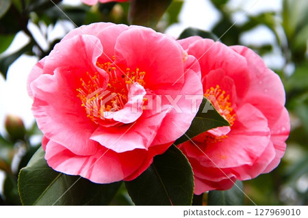 Pink camellia flowers Pink camellia flowers 127969010