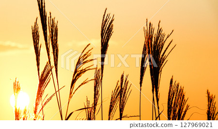 Silver grass swaying in the autumn evening Silver grass swaying in the autumn evening 127969021