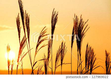 Silver grass swaying in the autumn evening Silver grass swaying in the autumn evening 127969022
