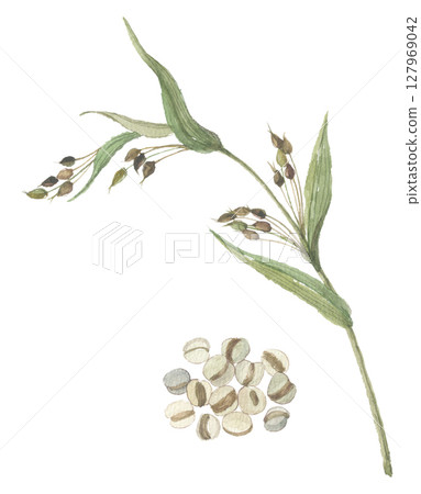 用水彩畫的珍珠大麥和漿果 127969042