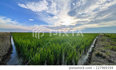 Expansive rice fields, summer sky and clouds 127969194